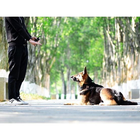 ELEKTRIČNI TRENING OVRATNIK ZA PSA pj-098