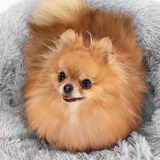 KREVET ZA PSA ILI MAČKU PJ-014 SVJETLO SIVA L