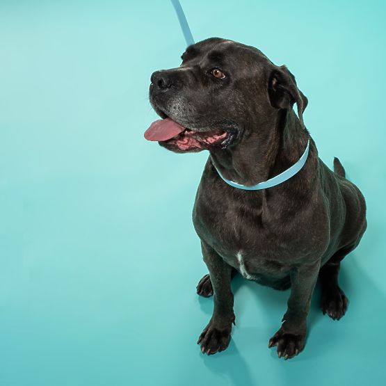 Povodac i ogrlica za psa PJ-070 plava S