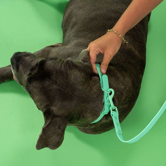 Povodac i ogrlica za psa PJ-073 zelena M