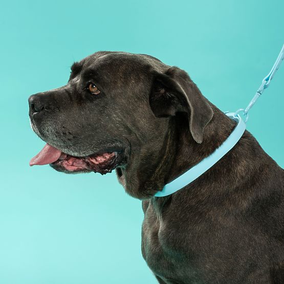 Povodac i ogrlica za psa PJ-074 plava M