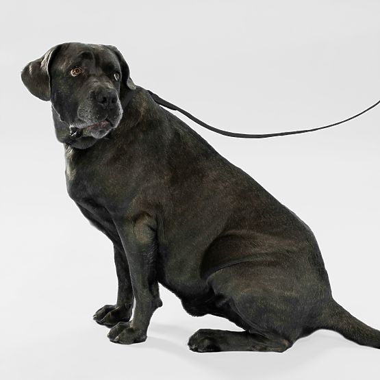 Povodac i ogrlica za psa PJ-075 crna L