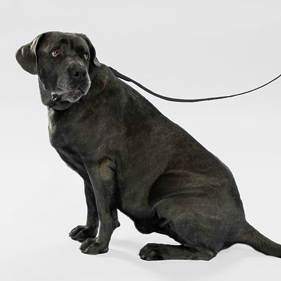 Povodac i ogrlica za psa PJ-075 crna L