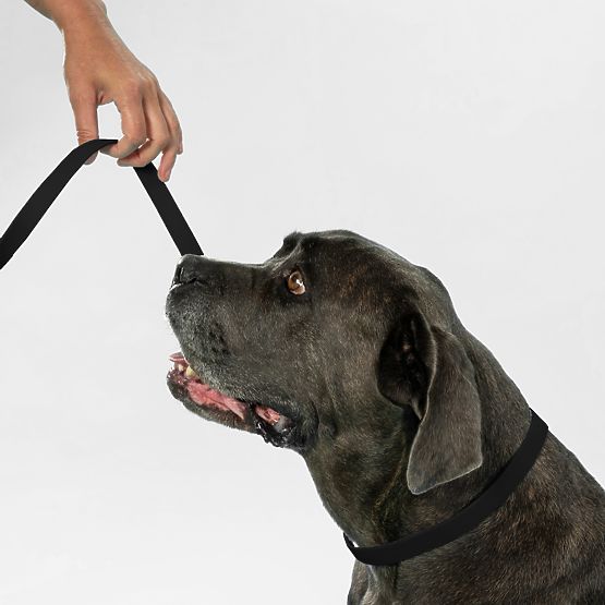 Povodac i ogrlica za psa PJ-075 crna L