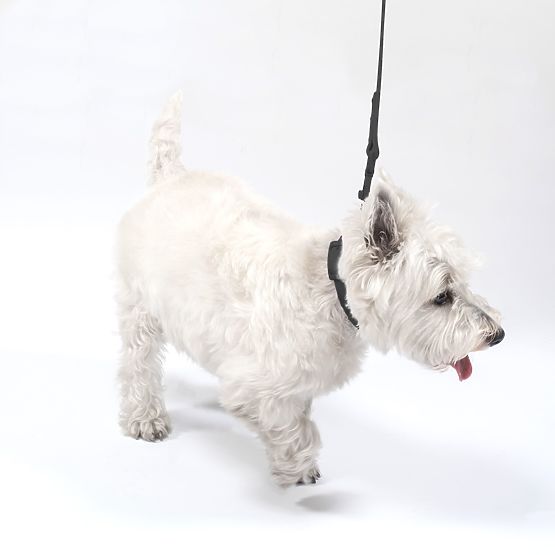 Povodac i ogrlica za psa PJ-075 crna L