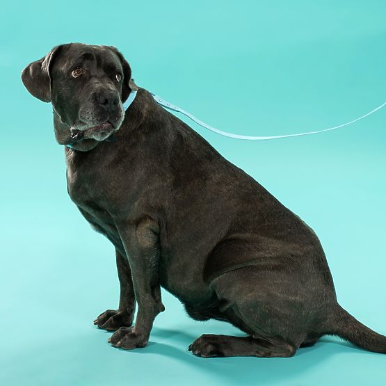 Povodac i ogrlica za psa PJ-078 plava L