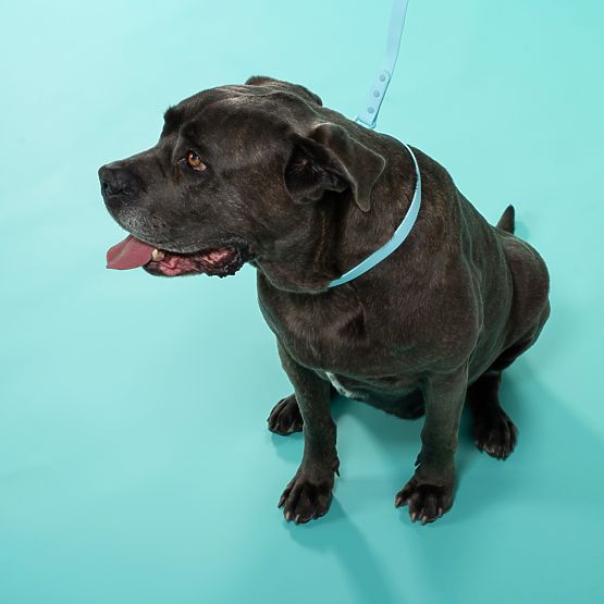 Povodac i ogrlica za psa PJ-078 plava L