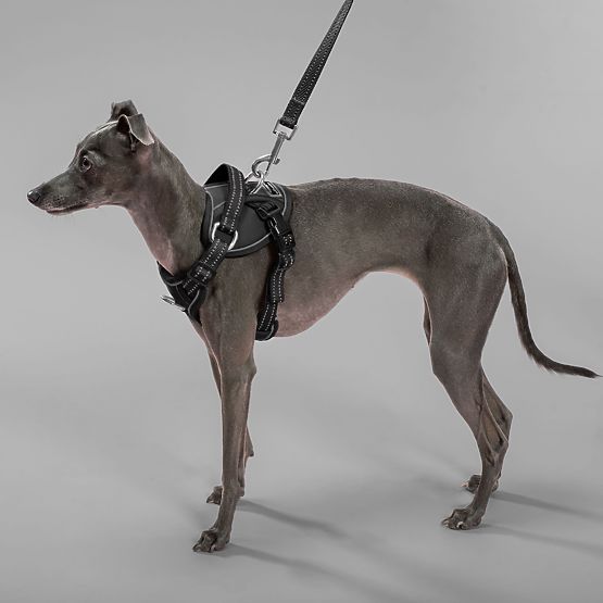 Povodac i pojas za psa PJ-051 crna S