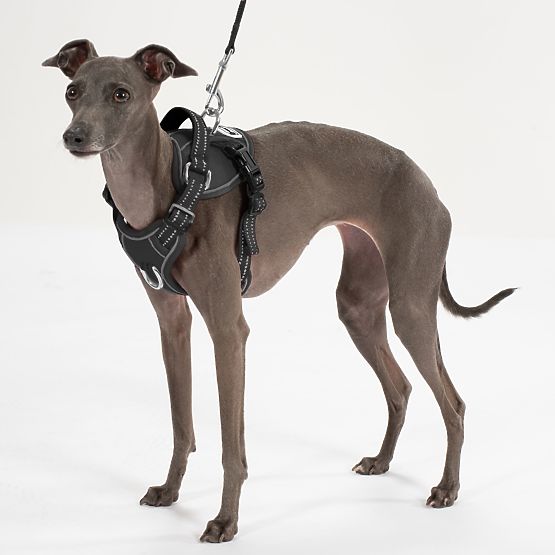 Povodac i pojas za psa PJ-051 crna S