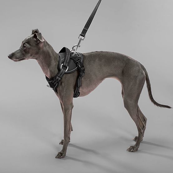 Povodac i uprtač za psa PJ-055 crna M