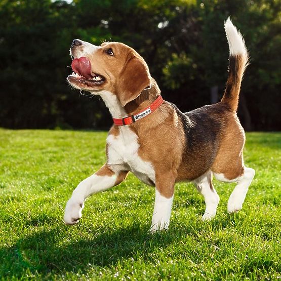 Reflektirajuća uzica i ogrlica za psa PJ-035 crvena