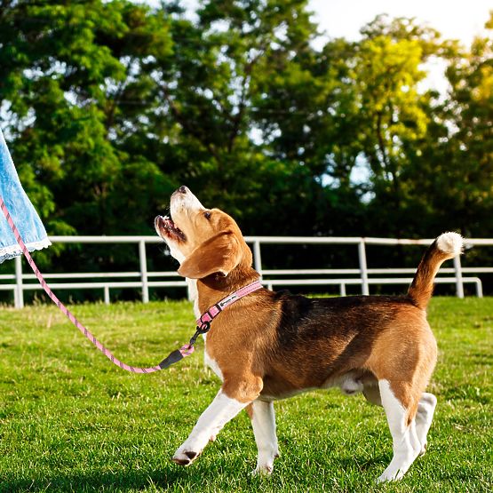 Reflektirajući povodac i ogrlica za psa PJ-036 Ružičasta