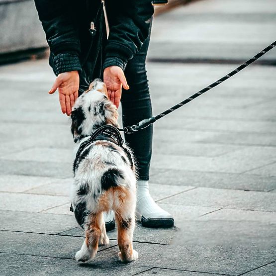 Reflektirajući povodac i ogrlica za psa PJ-036 Ružičasta