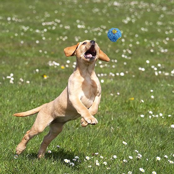 Set od 10 igračaka za pse BALTO povlačila