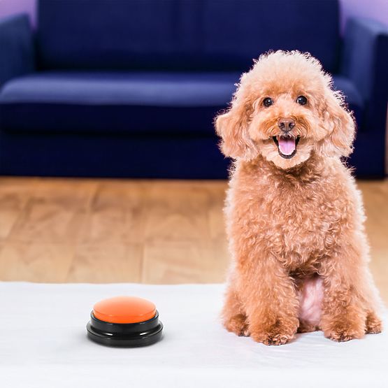 Set od 4 komunikacijska gumba za psa TALKER