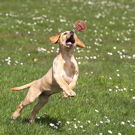 Set povlačnih igračaka za pse SPANKY 5 komada