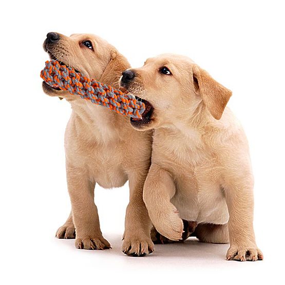 Set povlačnih igračaka za pse SPANKY 5 komada