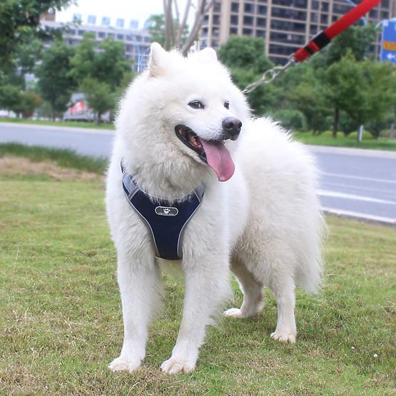 Trening uprtač za psa ASTRO mornarsko plavi veličina XL