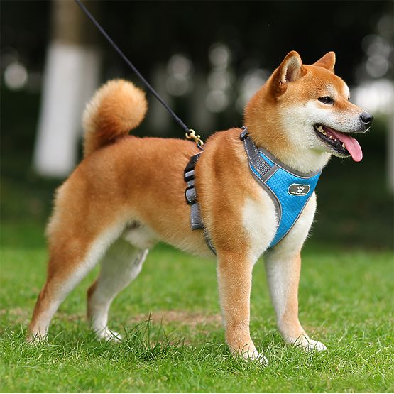 Trening uprtač za psa ASTRO plavi veličina XL