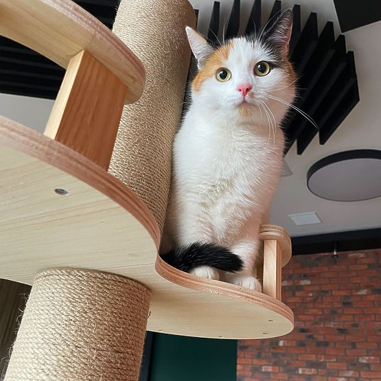 Veliko grebalica za mačke Bež 255-265cm P70503