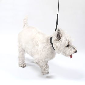 Povodac i ogrlica za psa PJ-067 crna S