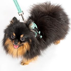 Povodac i pojas za psa PJ-049 zelena XS, PuppyJoy