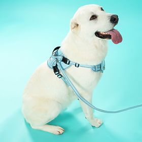 Povodac i pojas za psa PJ-062 plava L, PuppyJoy